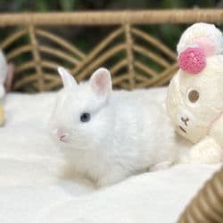Dwarf bunny named Mossy Blues