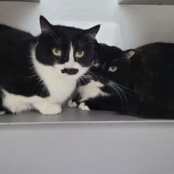 Shorthair unknown named Stache & Ms Furball