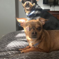Chihuahua named Henny & Ketchup