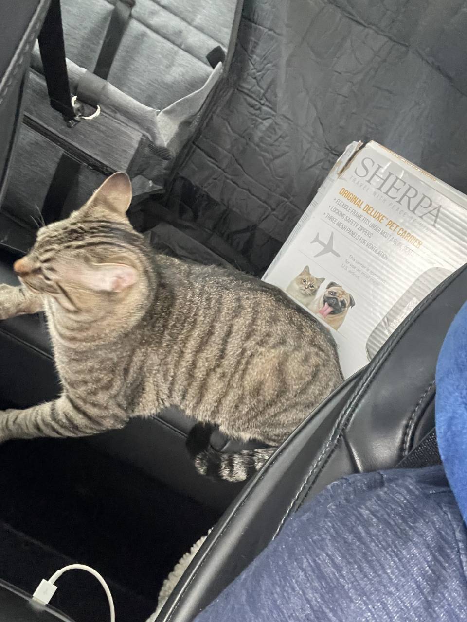 Pet travel photo 4