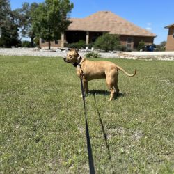 Pitt Bull Terrier named Koa
