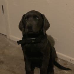 Lab puppy named Mox