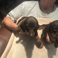 Dachshund named Darcy And Leo