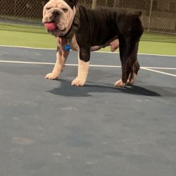 Bulldog named Zeus