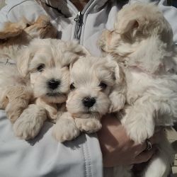 Maltipoos named Pups