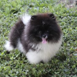 Pomeranian named Champ