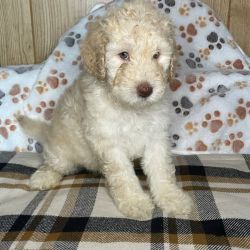 Miniature Goldendoodle, Miniature Labradoodle named Day
