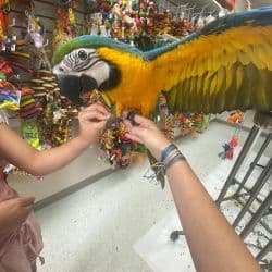 Macaw named Baby Macaw