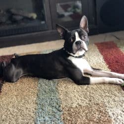 Boston Terrier named Rocco