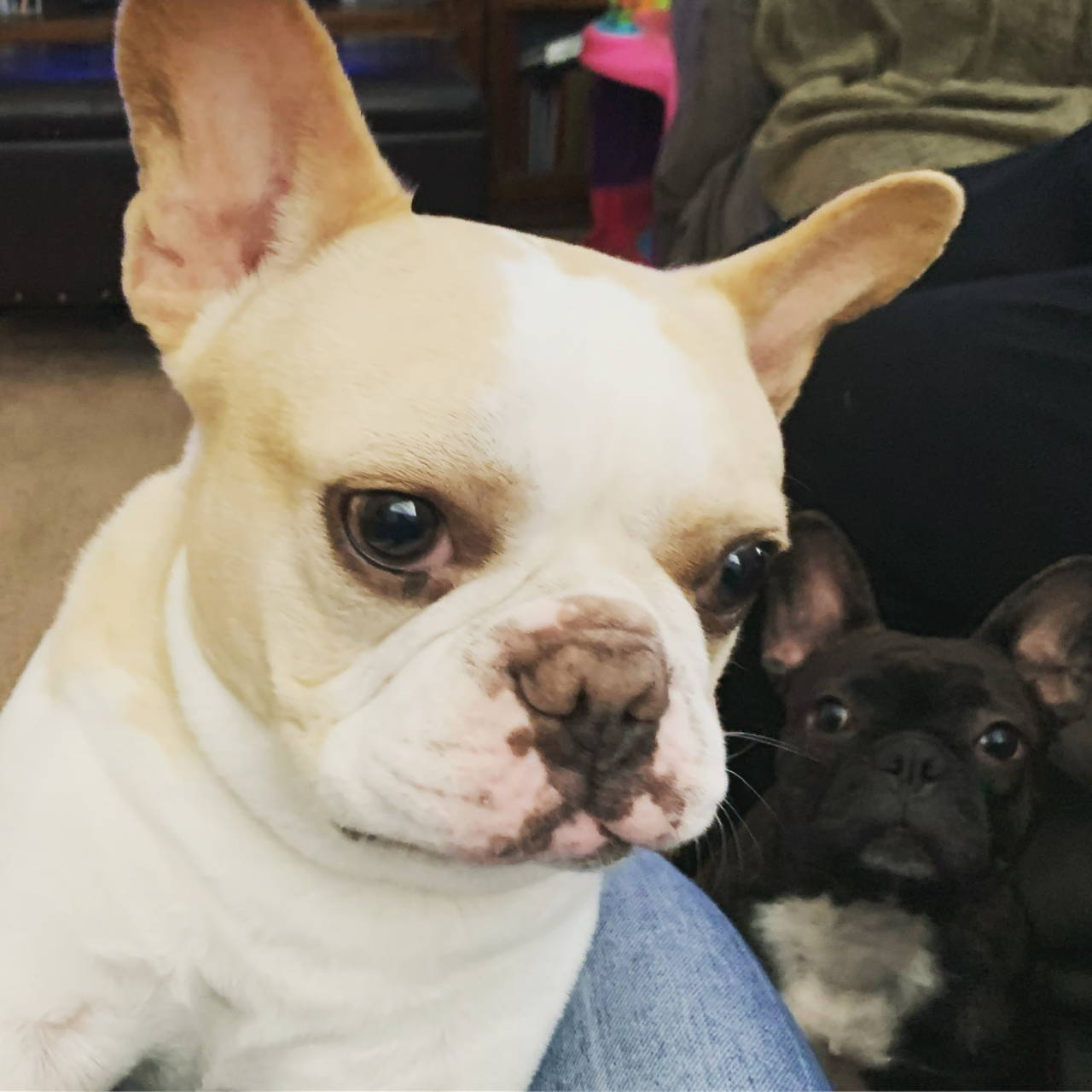 Lily and Bruiser