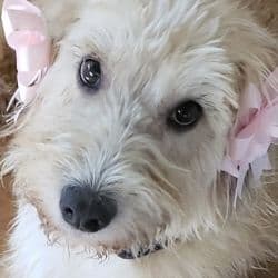 Wheaten Terrier/poodle mix named Rescue Fenix