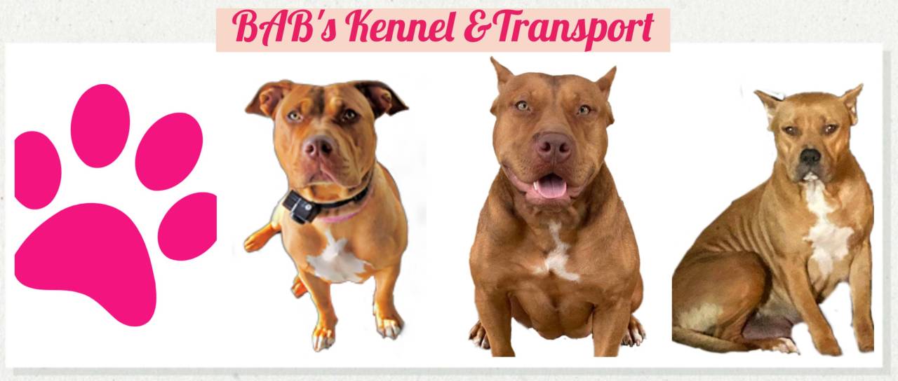 Babs Kennel and Transport
