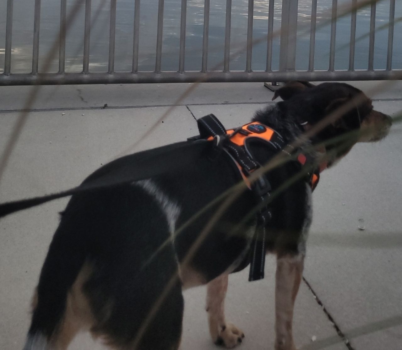 Pet travel photo 5