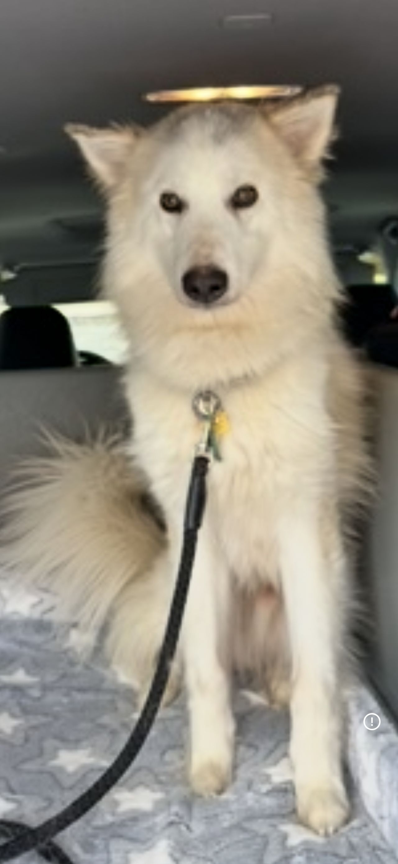 Pet travel photo 3