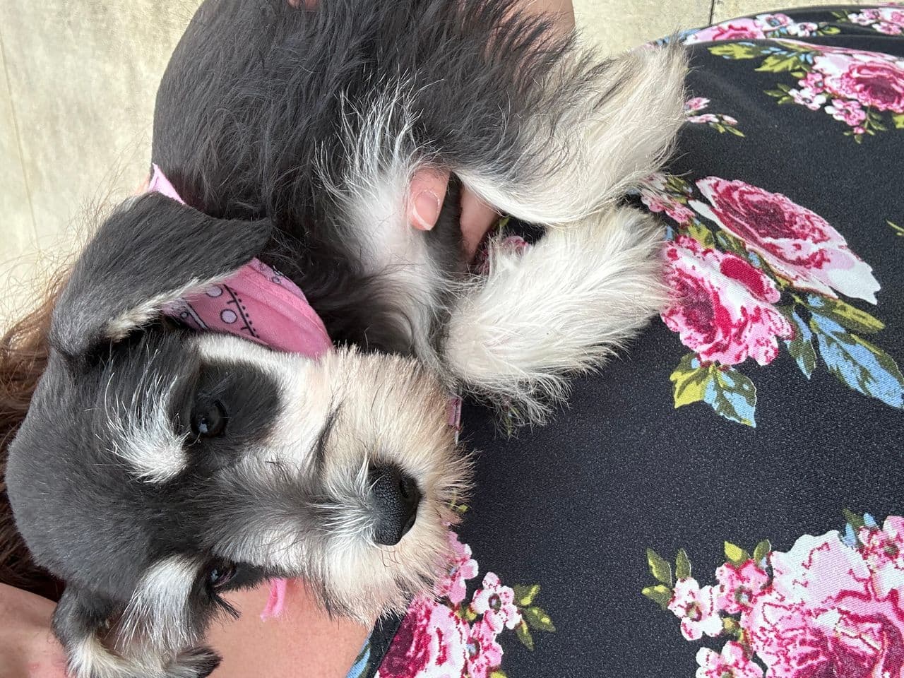 Pet travel photo 5