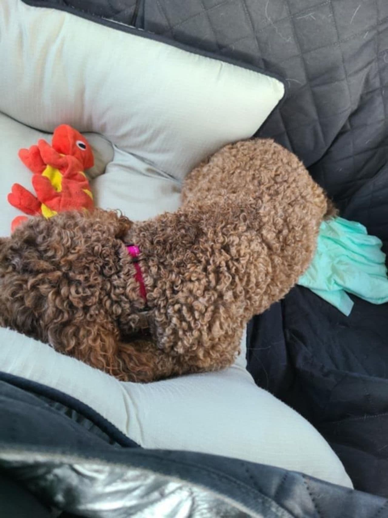 Pet travel photo 3