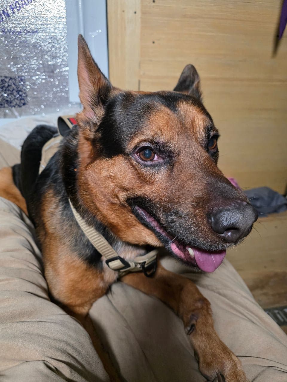 Pet travel photo 2
