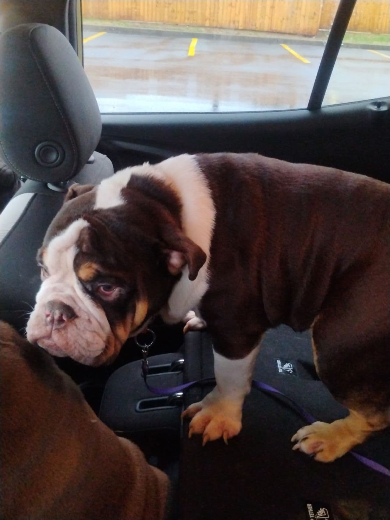 Pet travel photo 6
