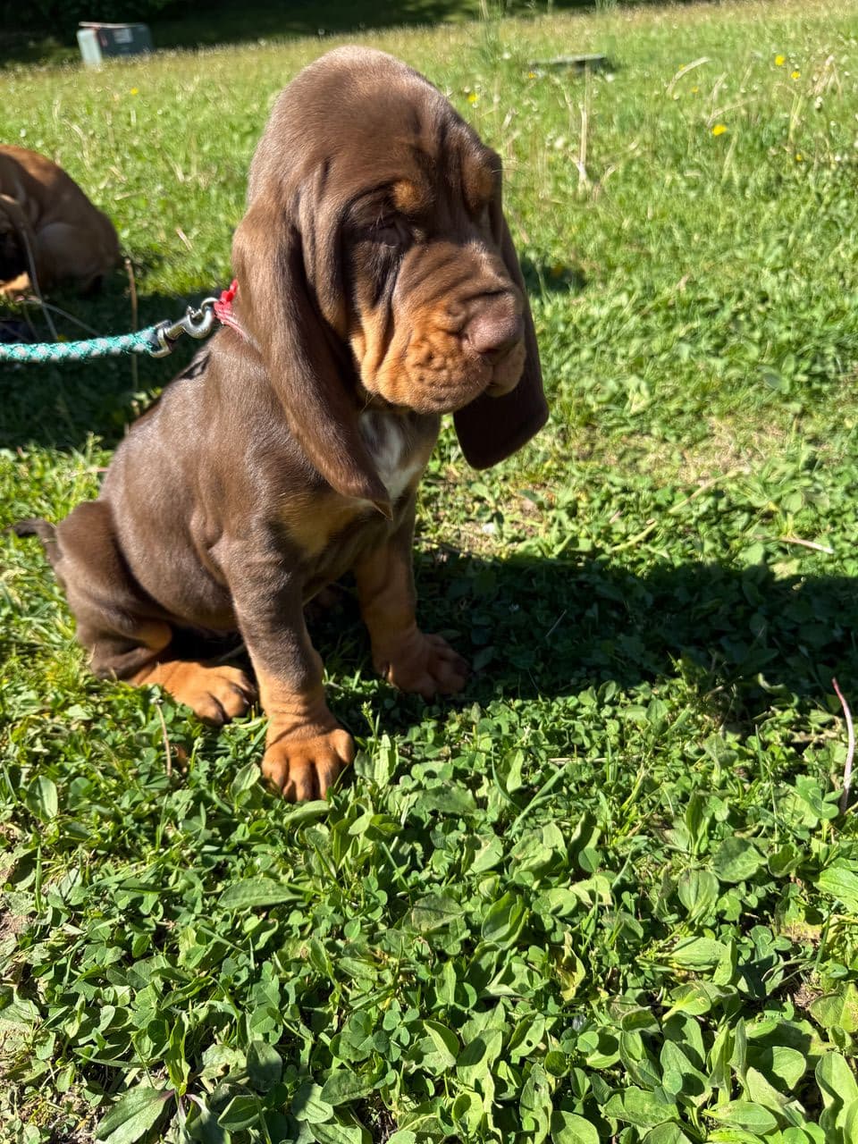 Pet travel photo 4