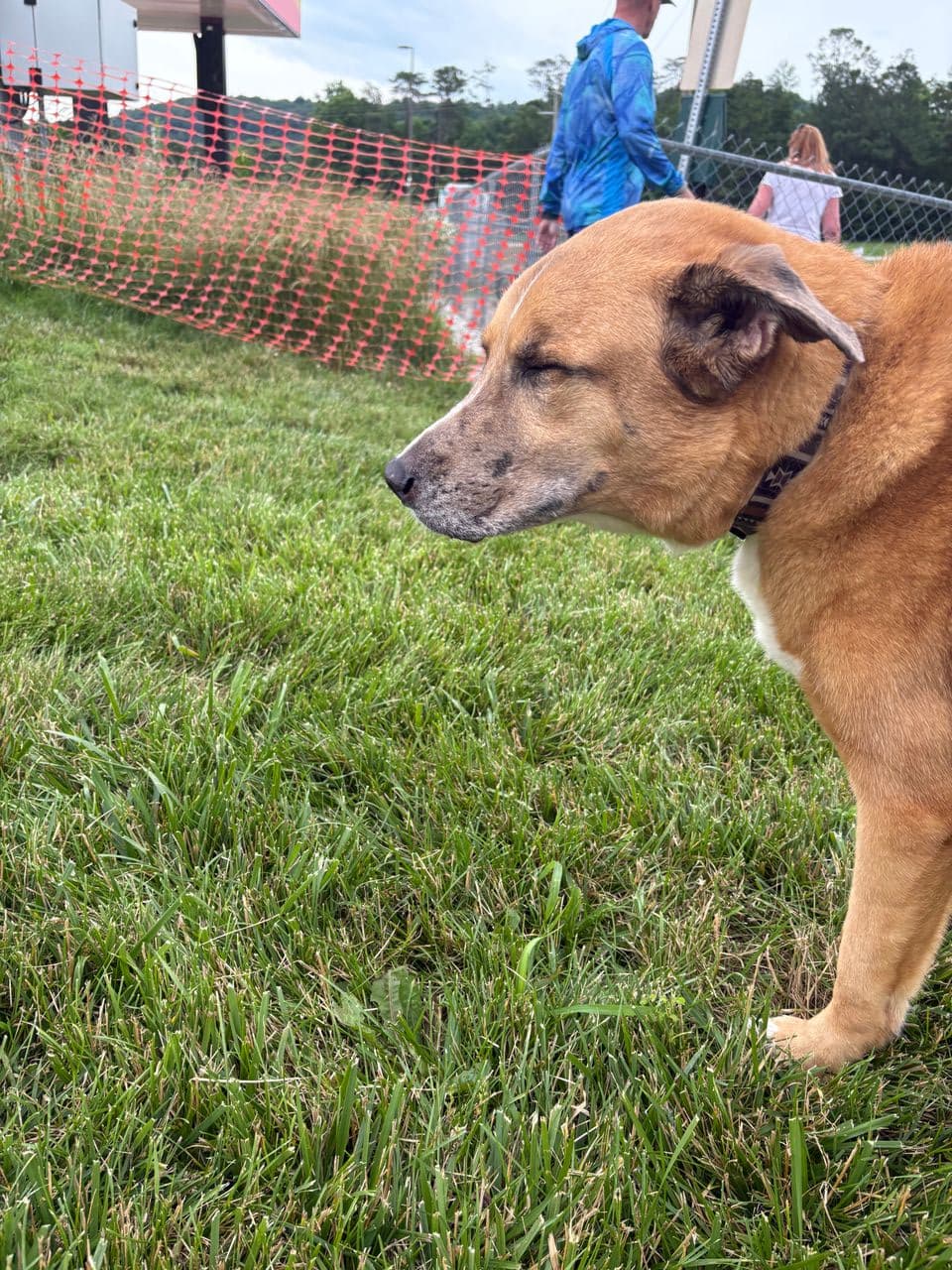 Pet travel photo 1