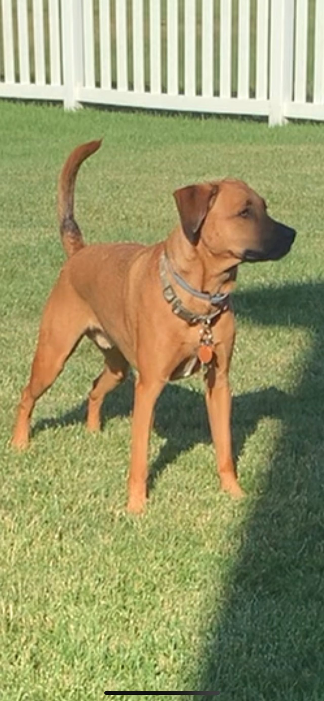 Pet travel photo 1