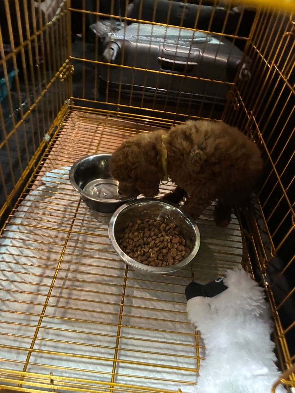 Pet travel photo 2