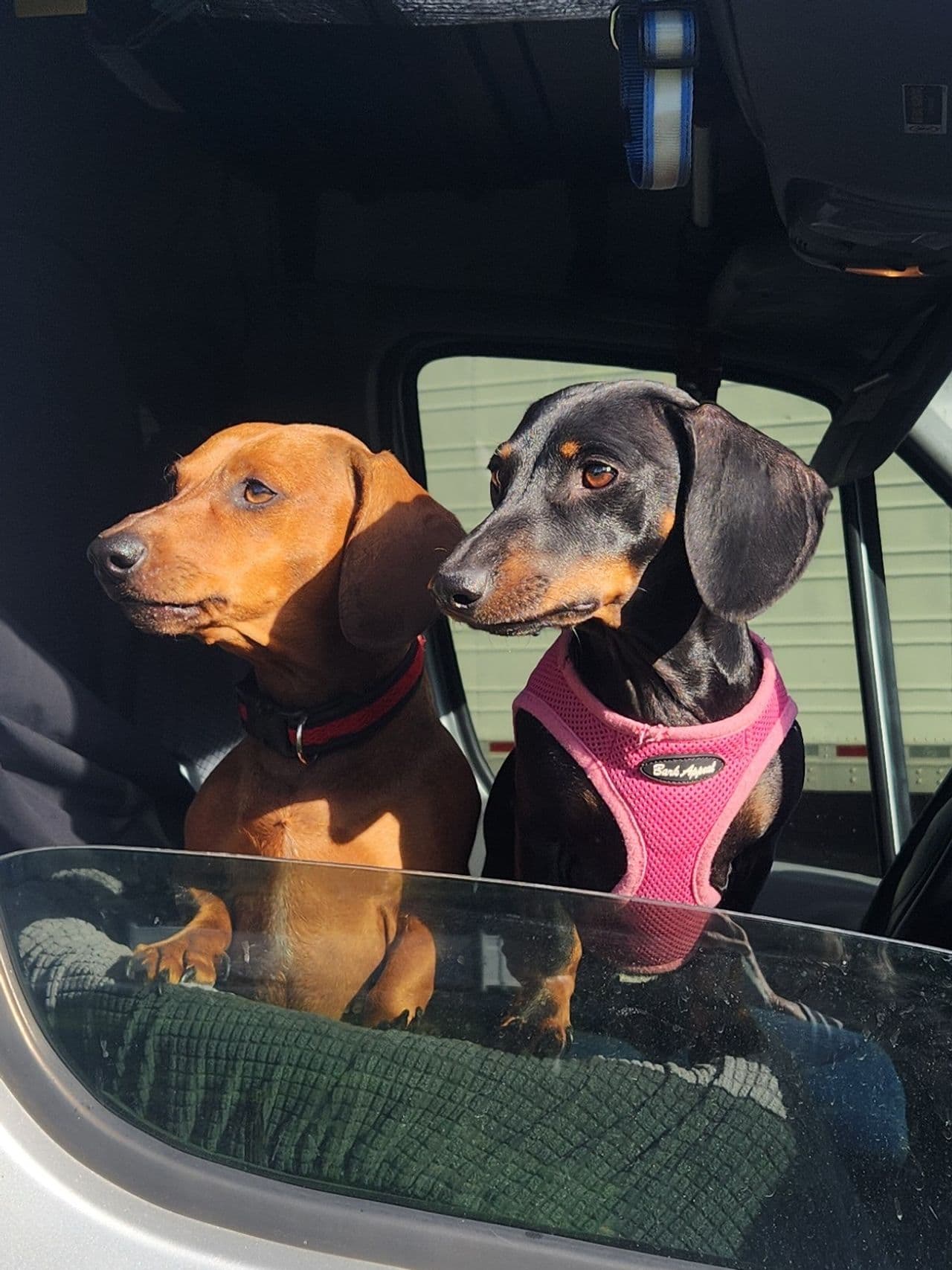 Pet travel photo 3
