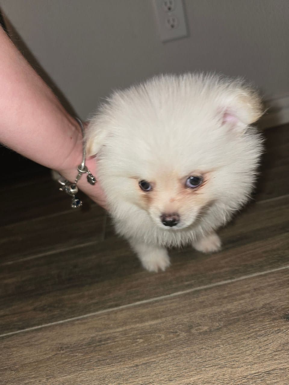 Pet travel photo 2