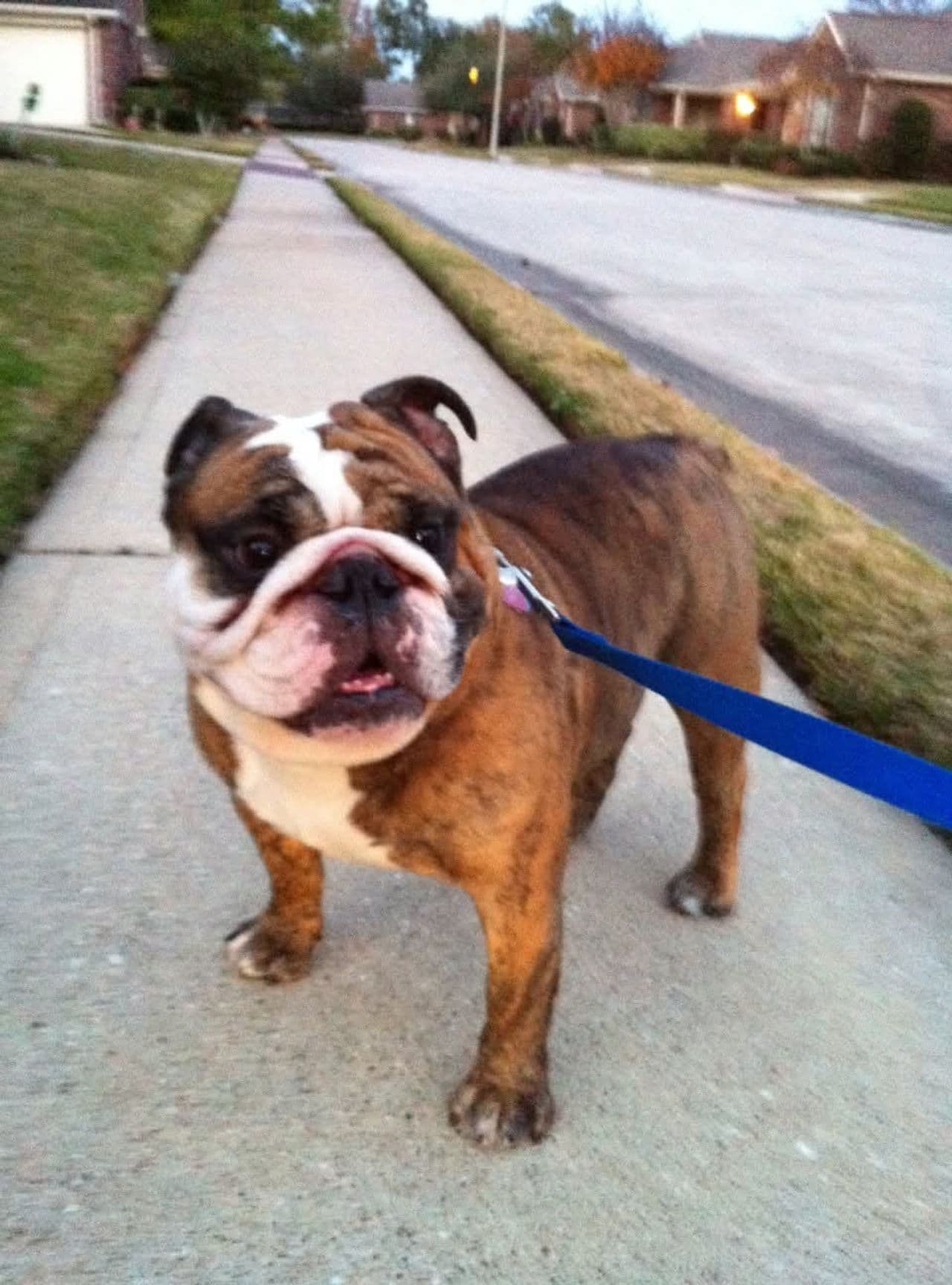 Pet travel photo 4