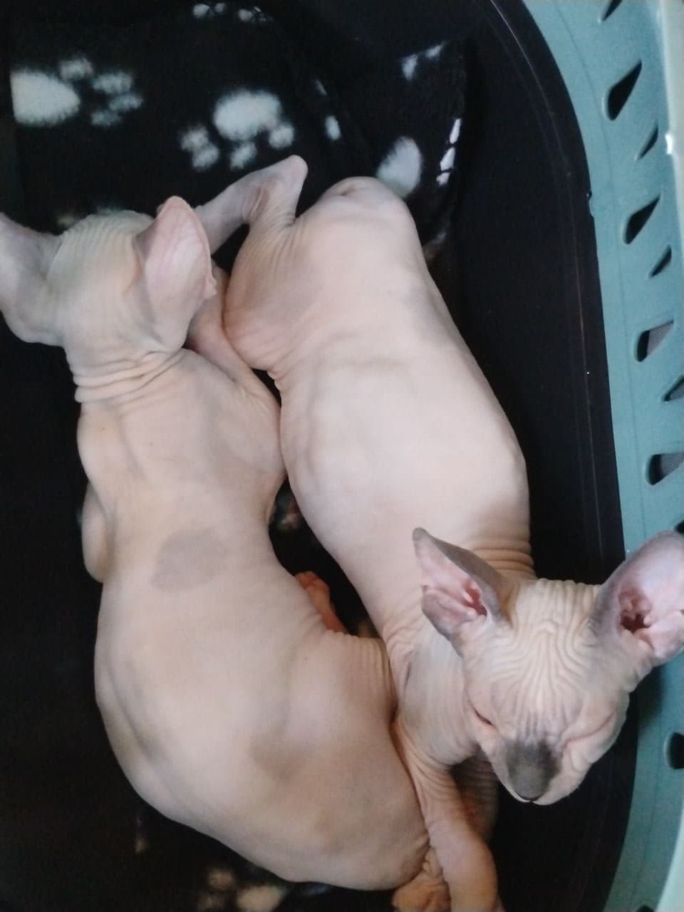 Pet travel photo 2