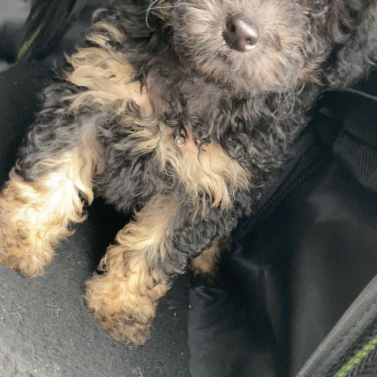 Pet travel photo 6