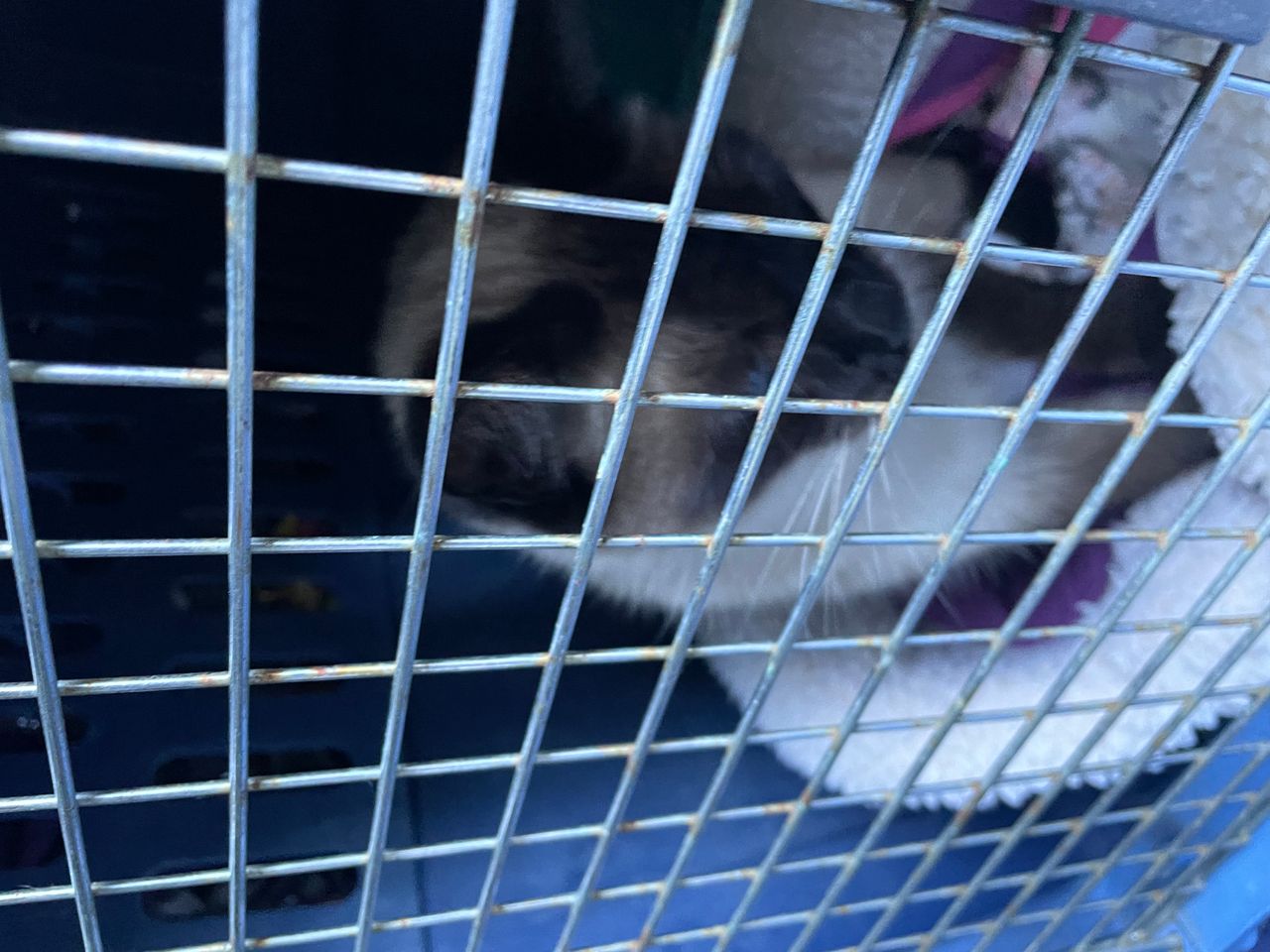 Pet travel photo 1