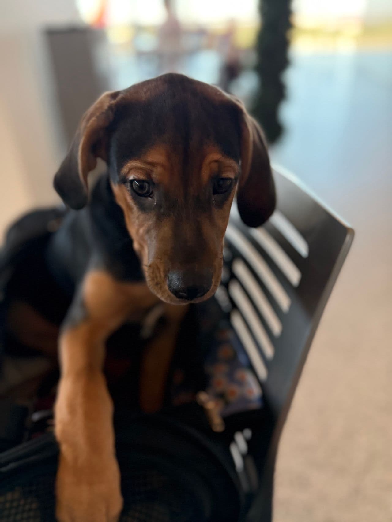 Pet travel photo 2