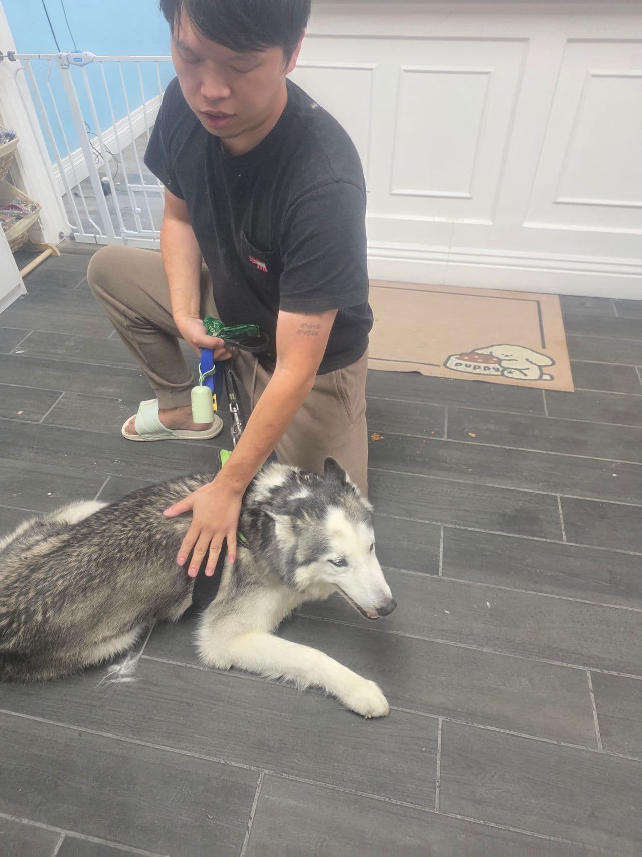 Pet travel photo 1