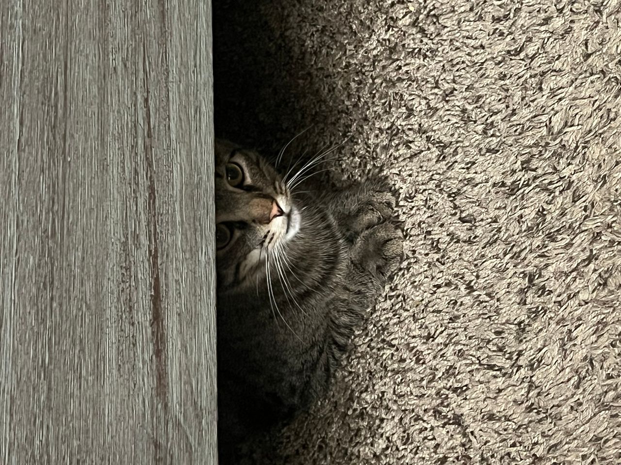 Pet travel photo 1