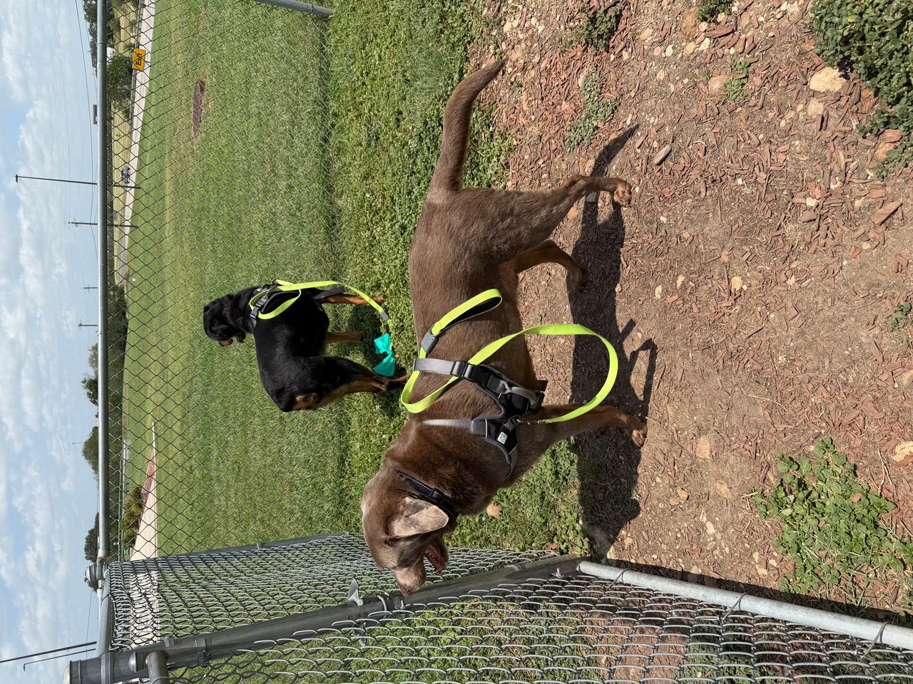Pet travel photo 1