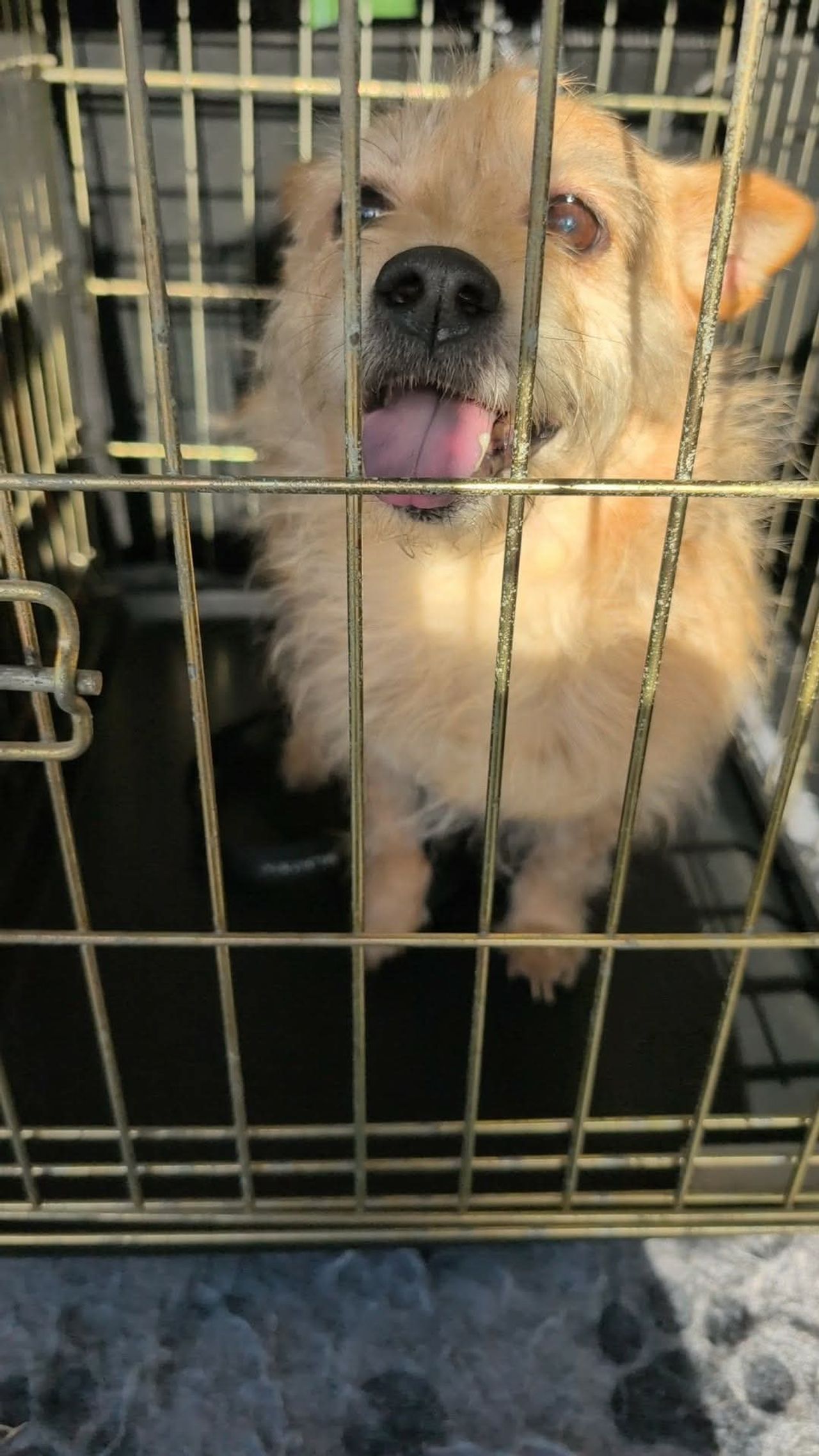 Pet travel photo 4