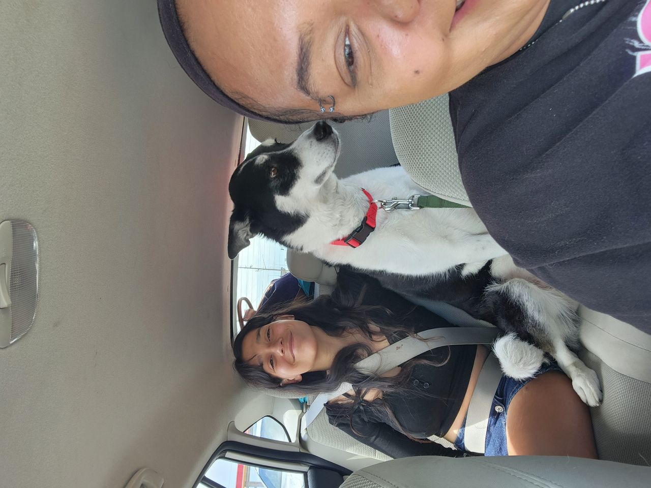 Pet travel photo 4