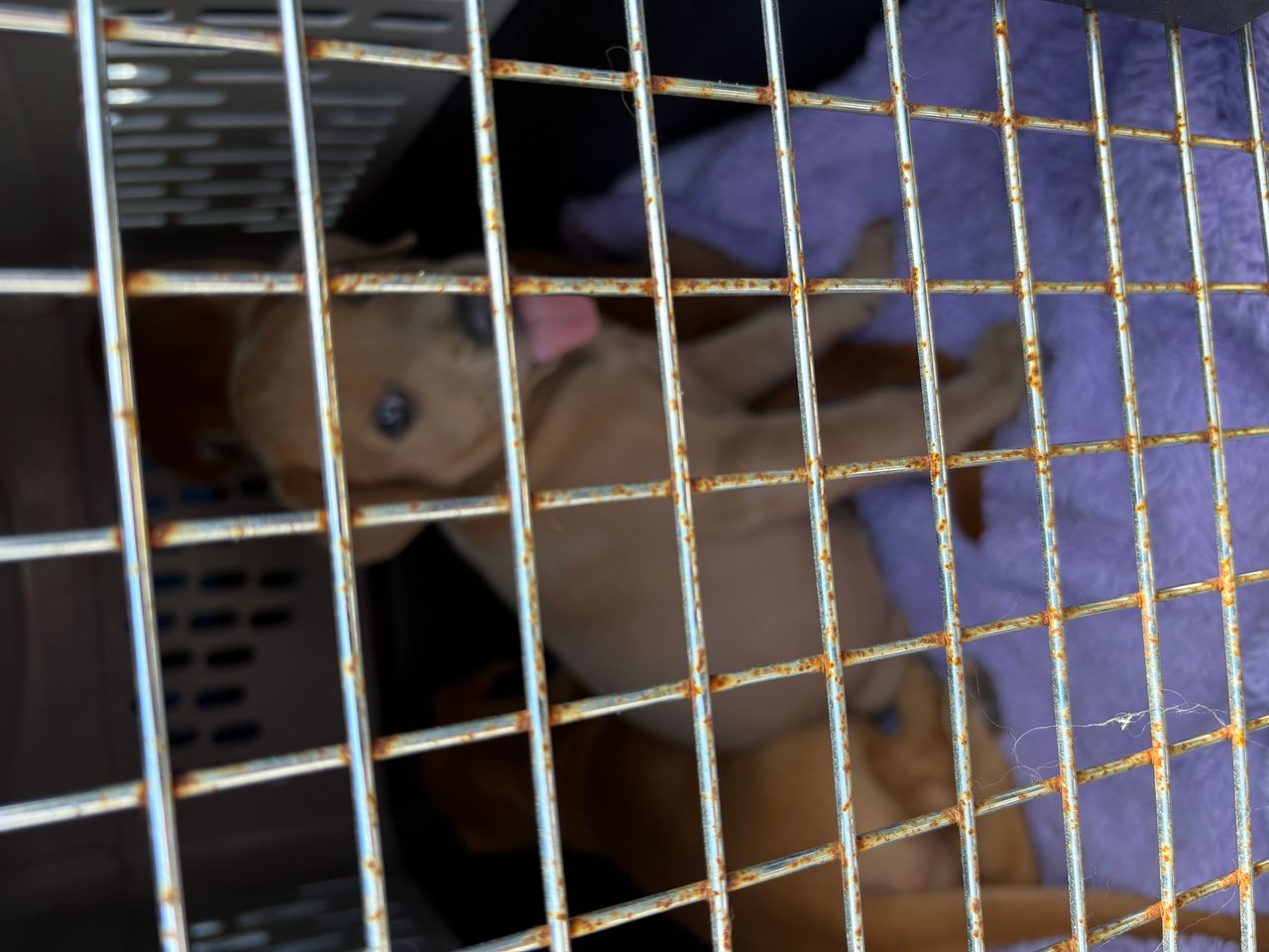 Pet travel photo 3