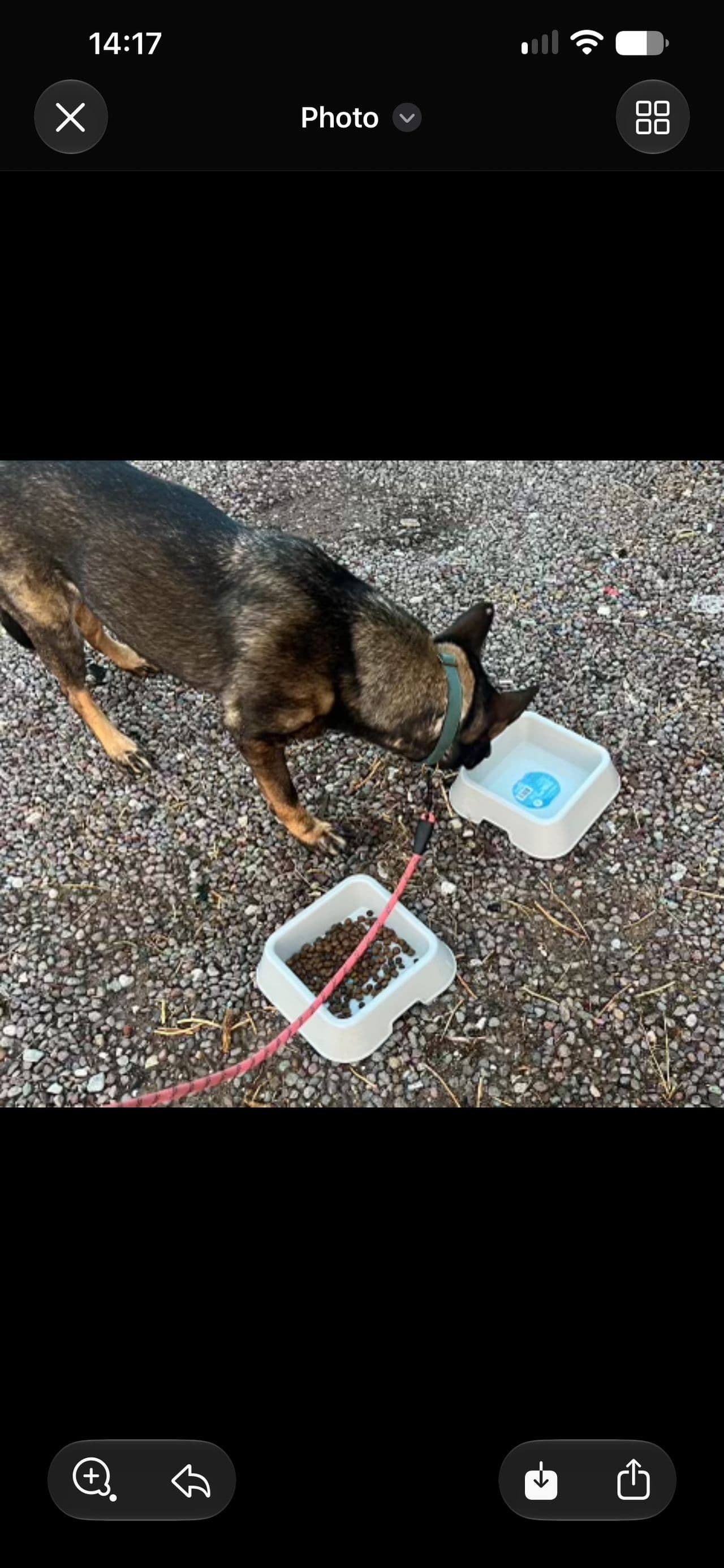 Pet travel photo 6