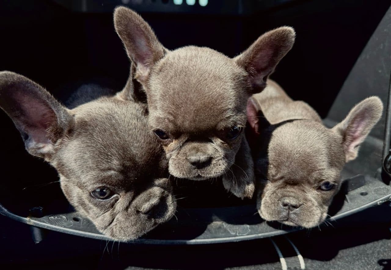 Pet travel photo 5