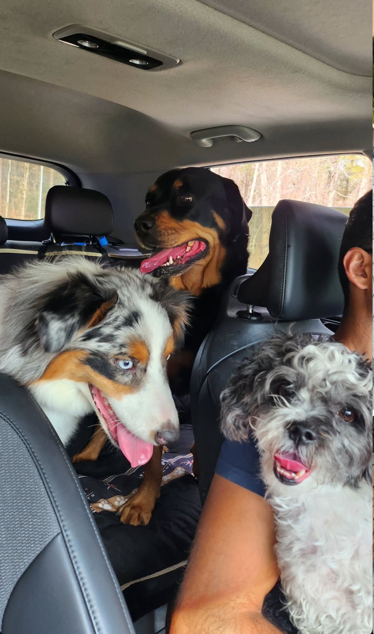 Pet travel photo 1