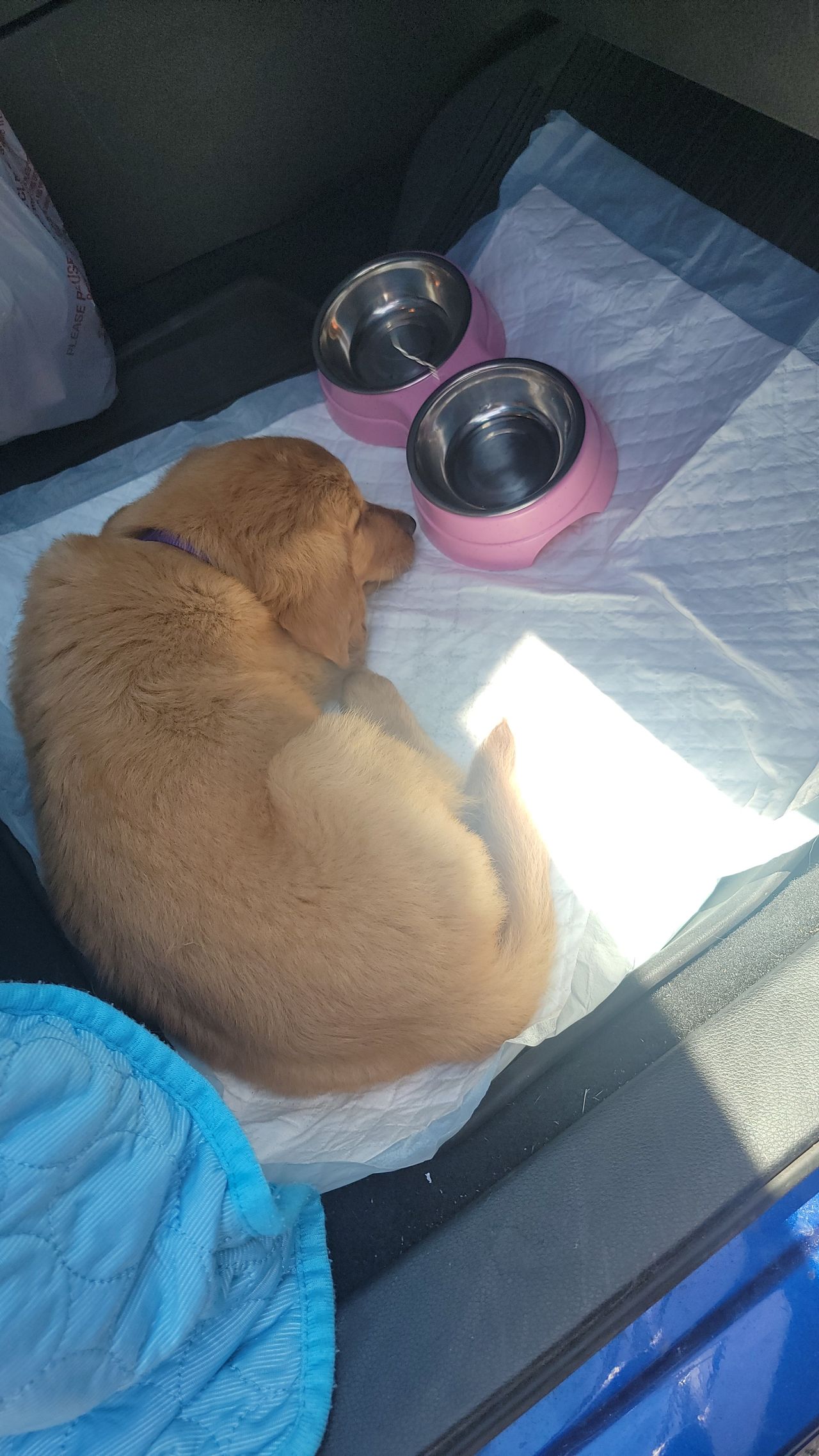 Pet travel photo 1