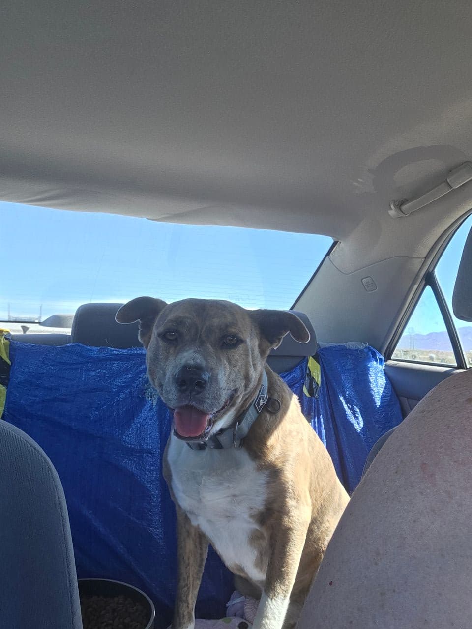 Pet travel photo 4