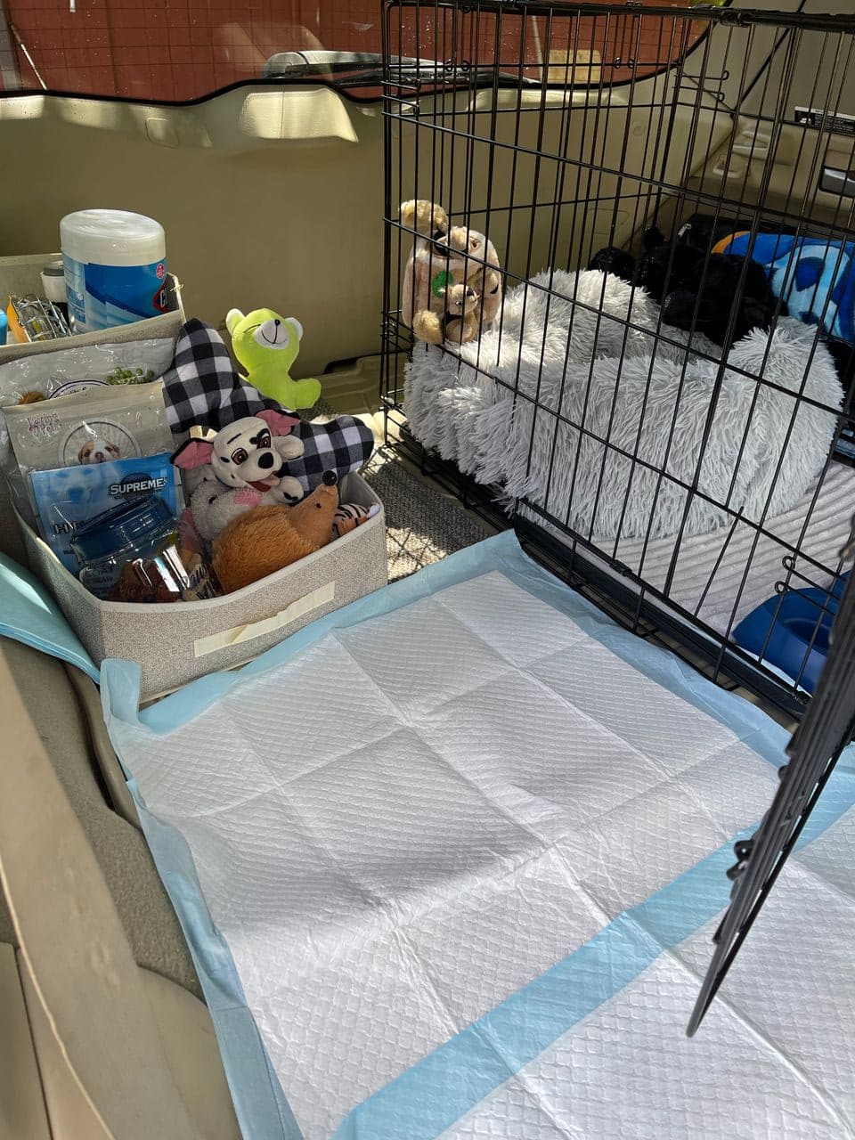 Pet travel photo 5