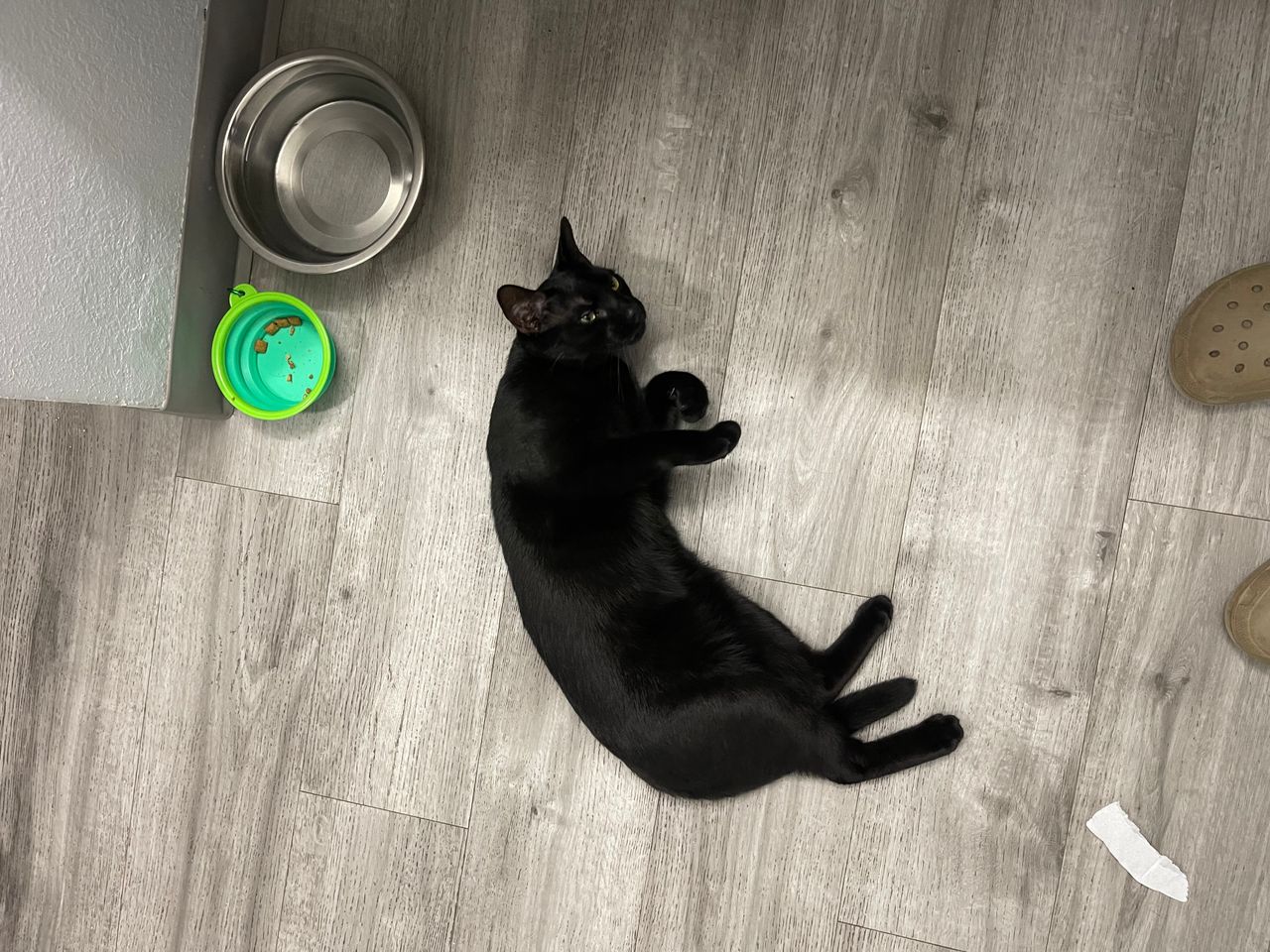Pet travel photo 2