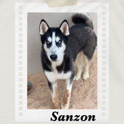 Siberian Husky named Sanzon
