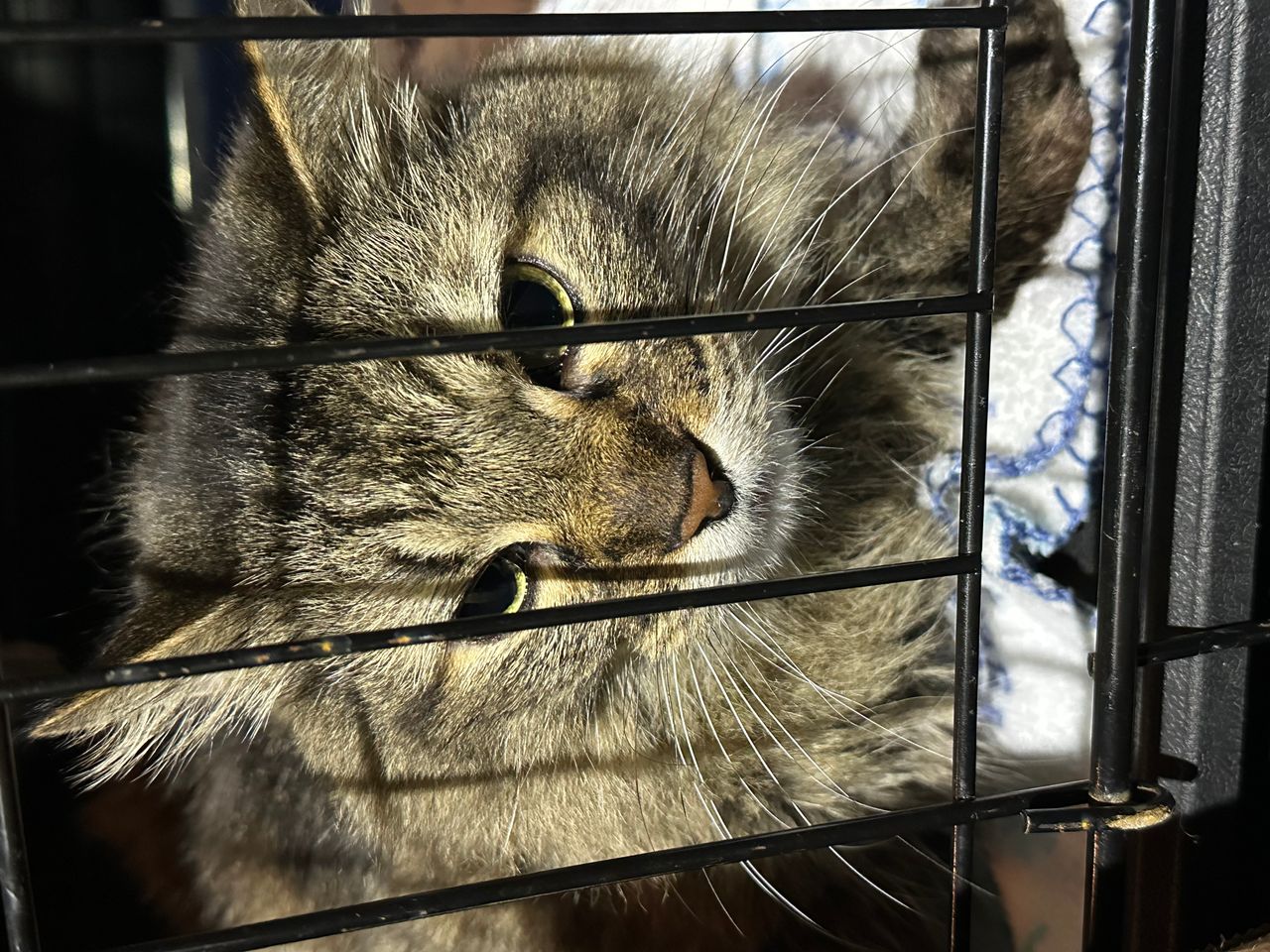 Pet travel photo 5