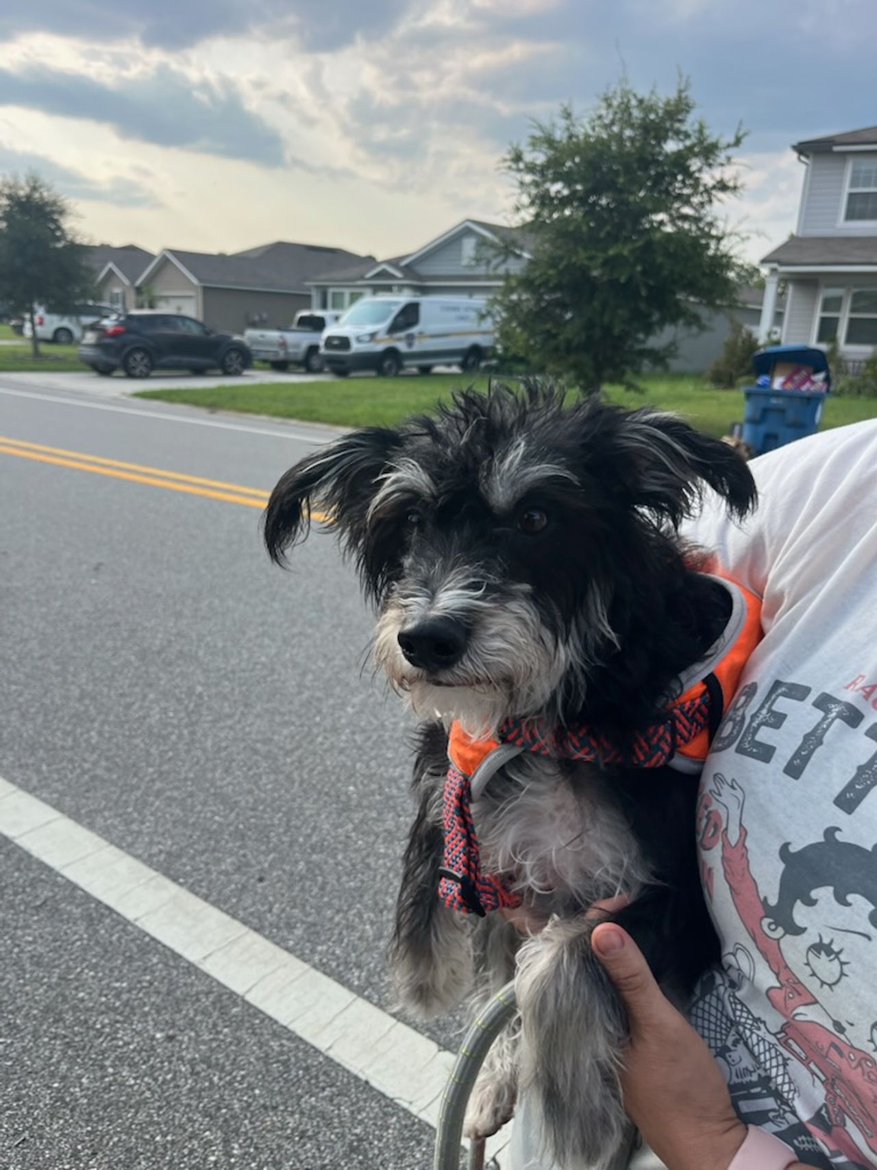 Pet travel photo 5