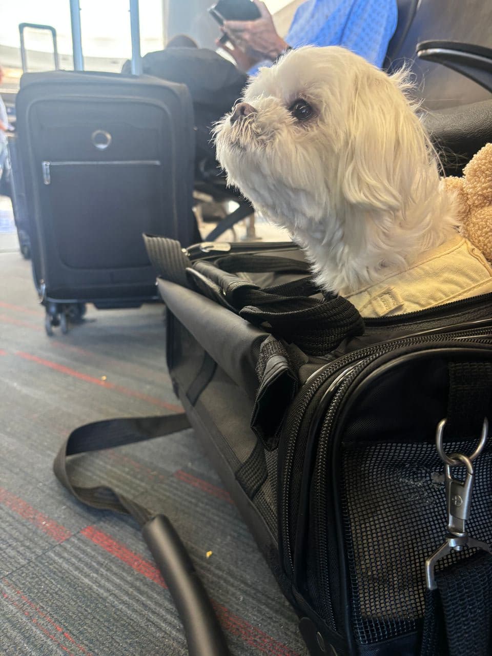 Pet travel photo 5